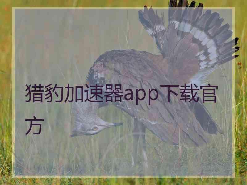 猎豹加速器app下载官方